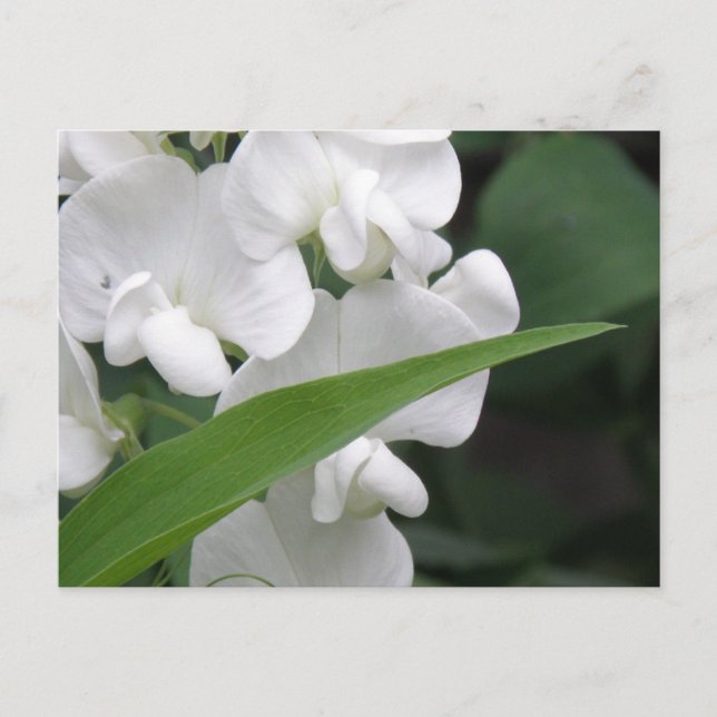 Söt Pea Flowers-vykort Vykort (Framsida)