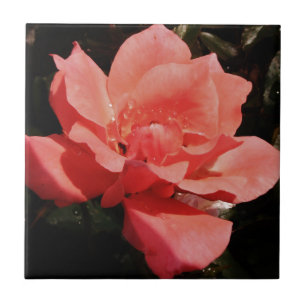 Söt Peach Rosa ros blommigt Kakelplatta