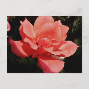 Söt Peach Rosa ros blommigt Vykort