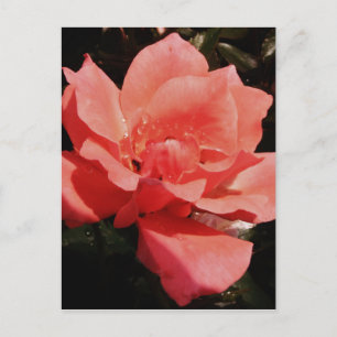 Söt Peach Rosa ros blommigt Vykort
