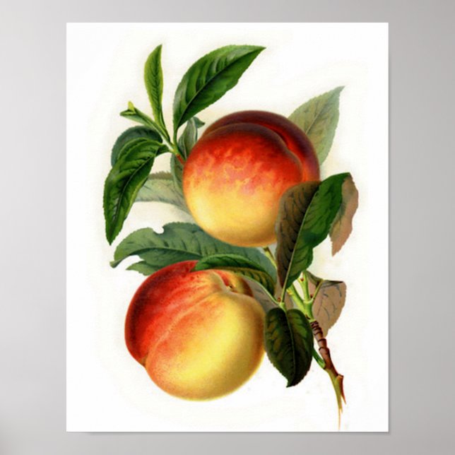Söt Peacher Poster (Framsidan)