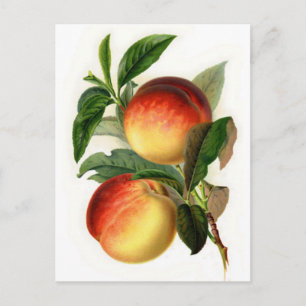 Söt Peacher Vykort