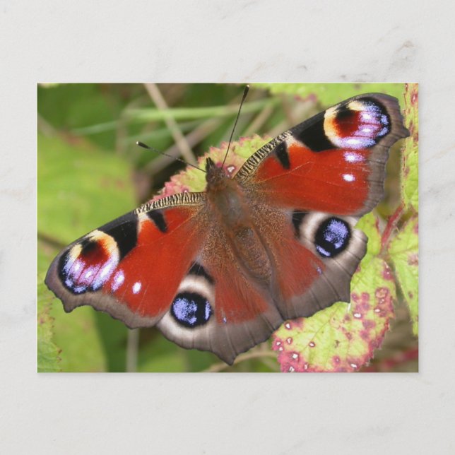 Söt Peacock Butterfly Vykort (Framsida)