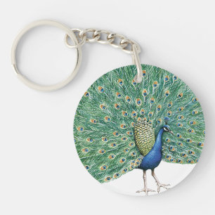 Söt Peacock Feathers