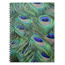 Söt Peacock Feathers