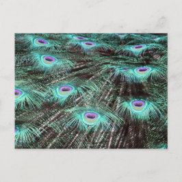Söt Peacock Feathers Photo Vykort
