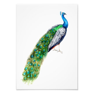 Söt Peacock Fototryck