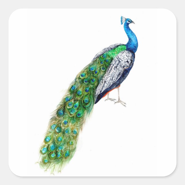 Söt Peacock Fyrkantigt Klistermärke (Framsida)