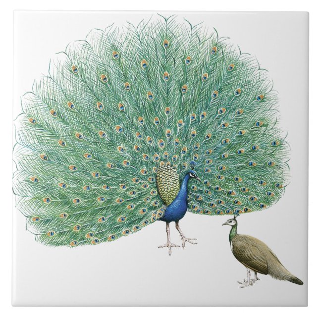 Söt Peacock Kakelplatta (Framsidan)