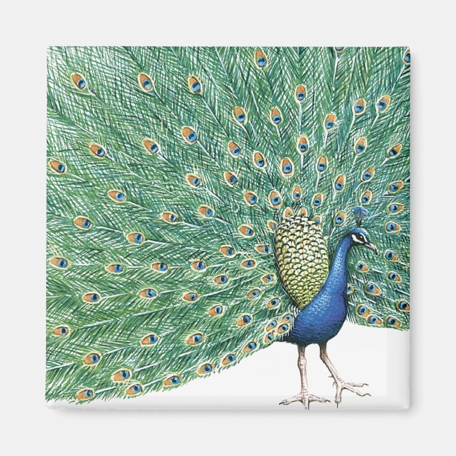 Söt Peacock Magnet (Framsidan)