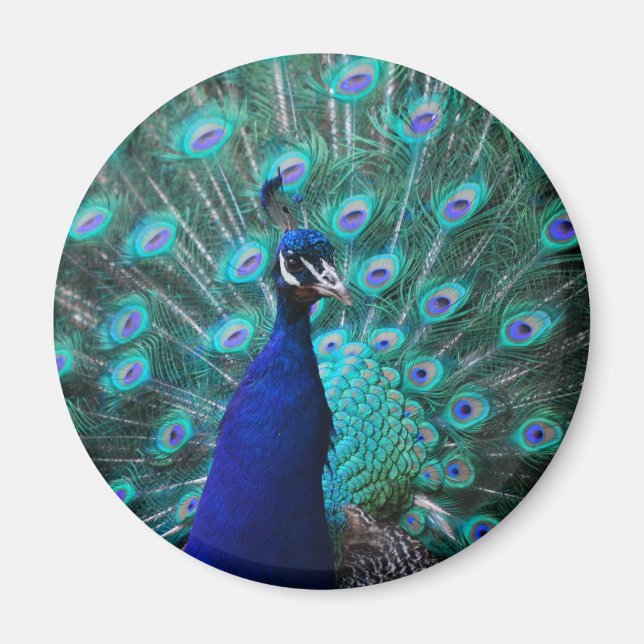 Söt Peacock Magnet (Framsidan)