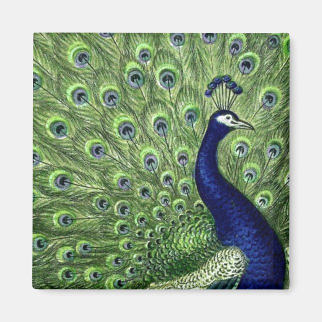 Söt Peacock Magnet (Framsidan)