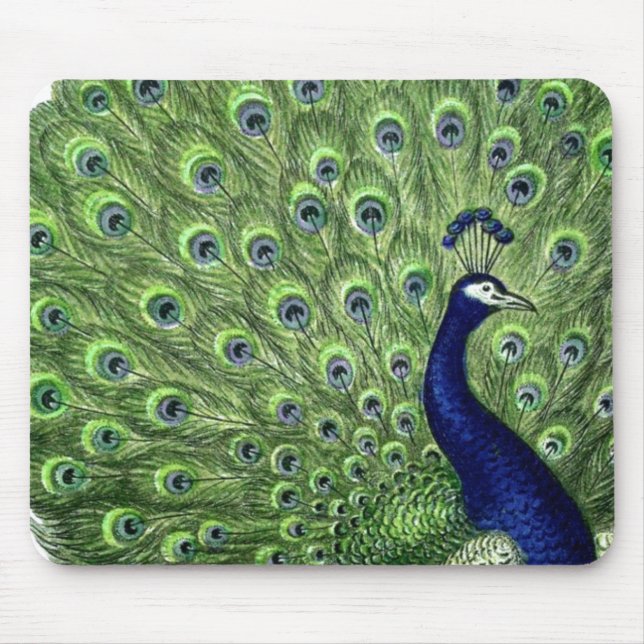 Söt Peacock Musmatta (Framsidan)