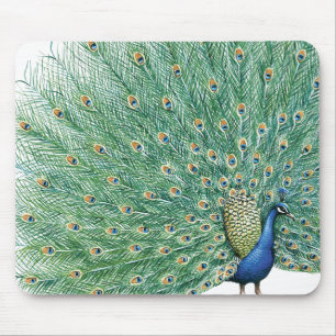 Söt Peacock Musmatta