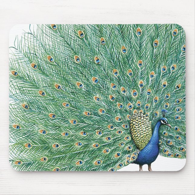Söt Peacock Musmatta (Framsidan)