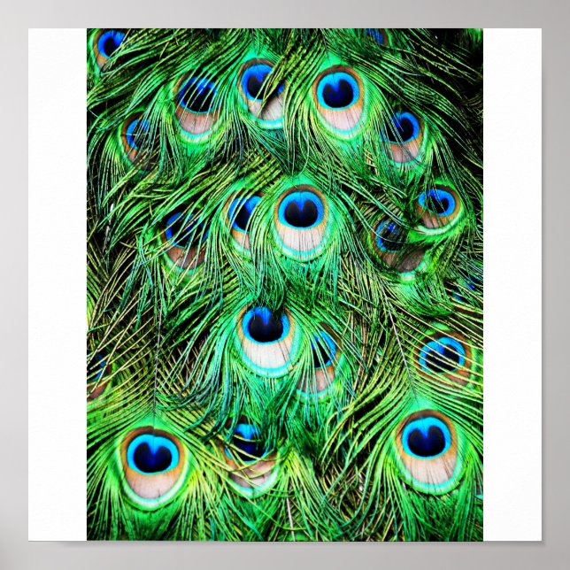 Söt Peacock Poster (Framsidan)