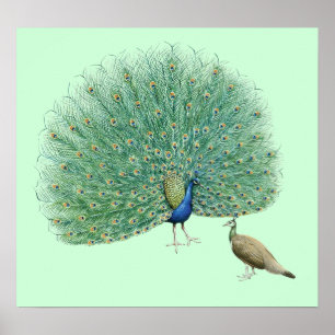 Söt Peacock Poster