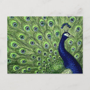Söt Peacock Vykort