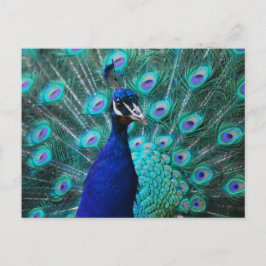 Söt Peacock-vykort Vykort