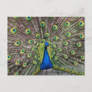 Söt Peacock-vykort Vykort