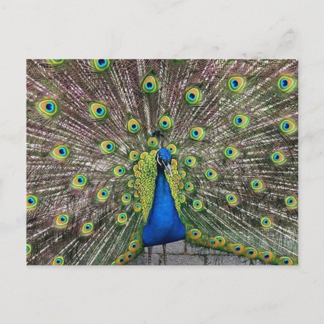Söt Peacock-vykort Vykort (Framsida)