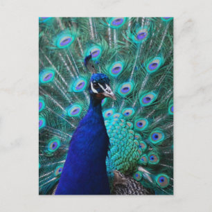 Söt Peacock-vykort Vykort