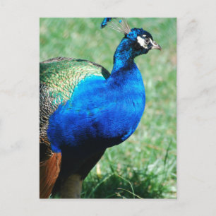 Söt Peafowl-vykort Vykort