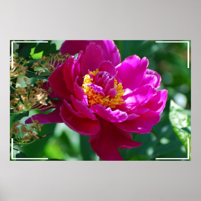 Söt Peony Poster (Framsidan)