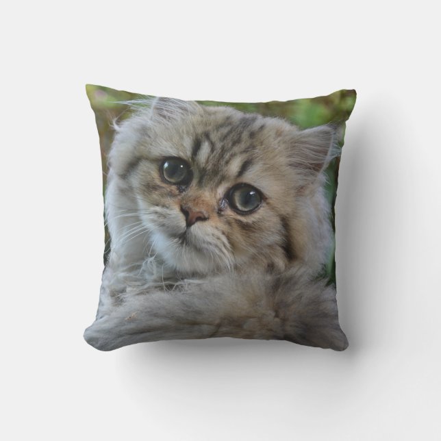 Söt Persian Kitten Kudde (Framsida)
