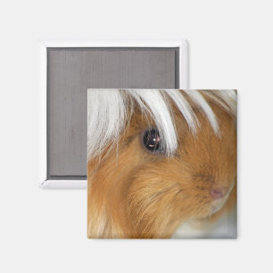 Söt, peruanska, Buff och Vita Guineas Ansikte Gris Magnet