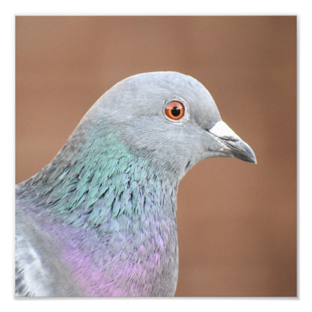 Söt Pigeon Fototryck (Framsidan)