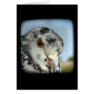 Söt Pigeon Hälsningskort