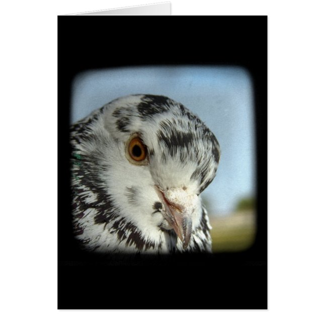 Söt Pigeon Hälsningskort (Framsidan)