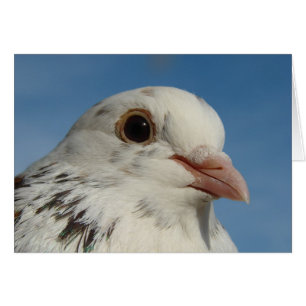 Söt Pigeon Hälsningskort