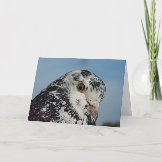 Söt Pigeon Kort (Framsida)
