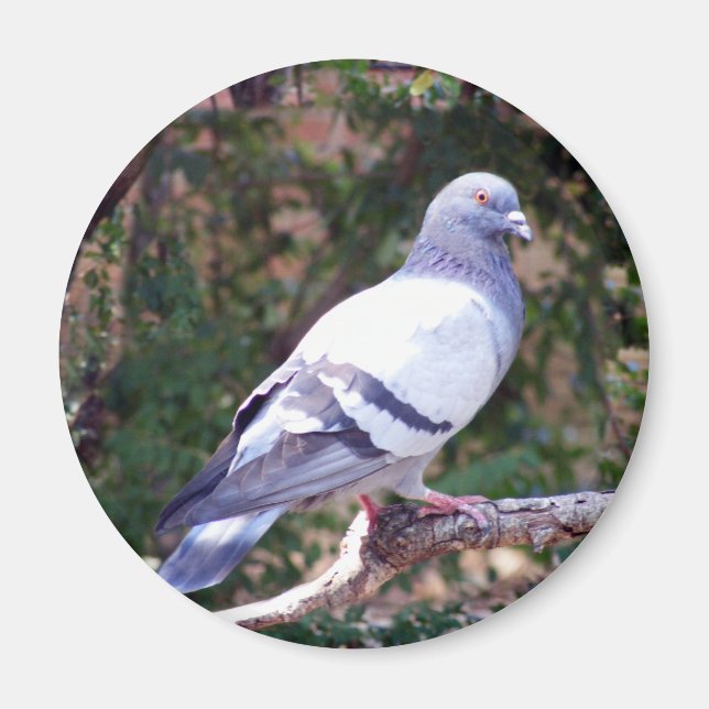 Söt Pigeon Magnet (Framsidan)