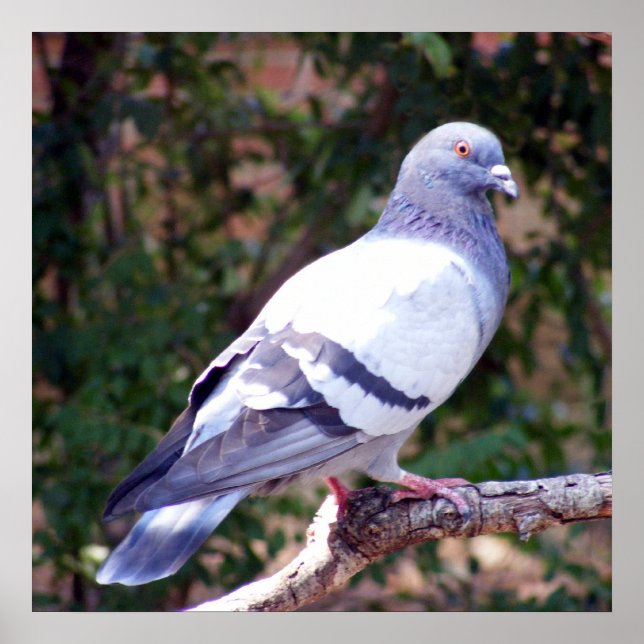 Söt Pigeon Poster (Framsidan)