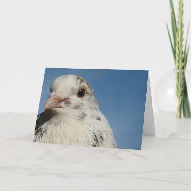 Söt Pigeon Tillfällen Greeting Card Kort (Framsida)