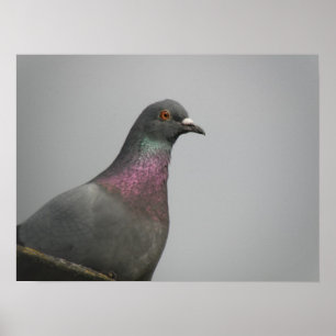 Söt Pigeon-utskrift Poster