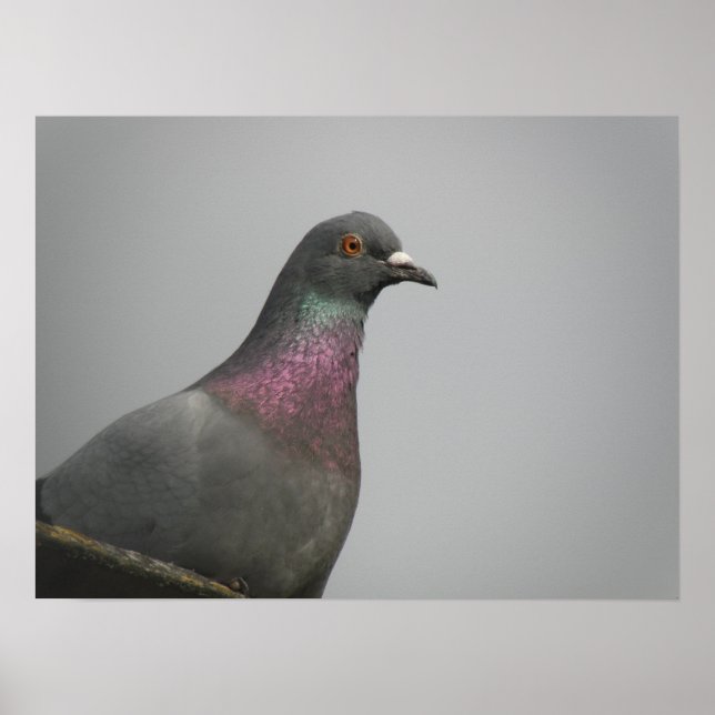 Söt Pigeon-utskrift Poster (Framsidan)