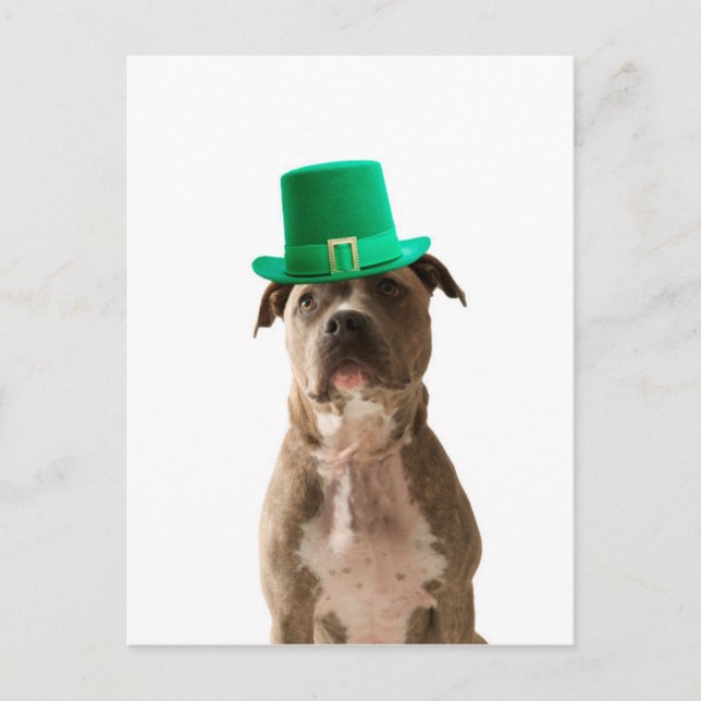 Söt Pit Bull Hund Hatt St. Patrick's Day Vykort (Framsida)