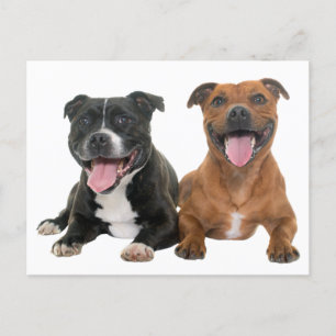 Söt Pit Bull Valp Hej Pitbull Vykort