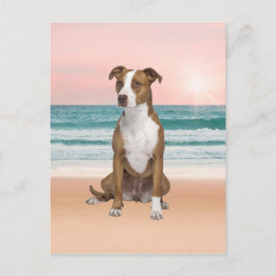 Söt Pitbull-hund som sitter på stranden vid solned Vykort