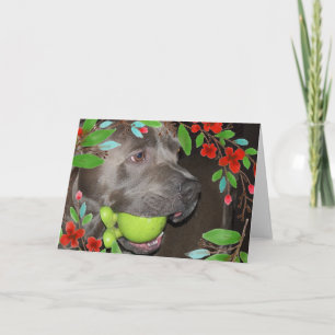 Söt Pitbull Terrier med röd blomster ram Kort