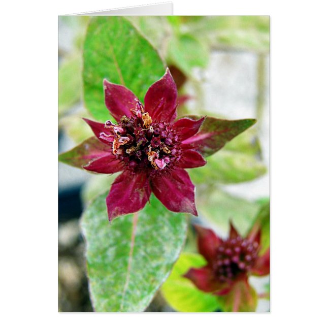 Söt Plant Hälsningskort (Framsidan)