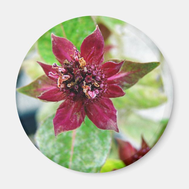 Söt Plant Magnet (Framsidan)