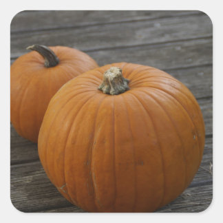Söt Plump Pumpkins Fyrkantigt Klistermärke