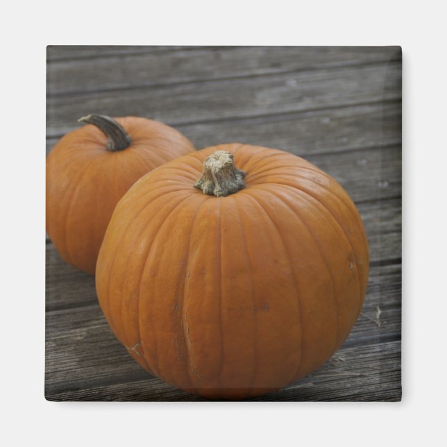 Söt Plump Pumpkins Magnet (Framsidan)