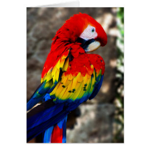 Söt Polly Parrot Hälsningskort