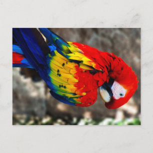 Söt Polly Parrot Vykort